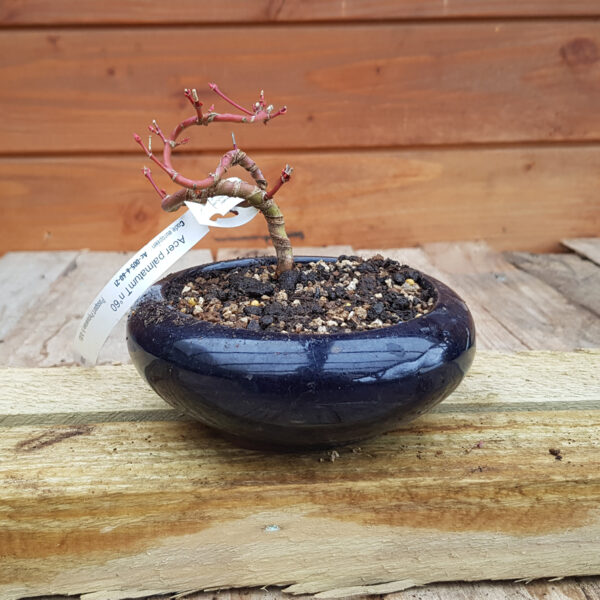 Acer palmatum - Erable japonais tortueux n°60 – Image 2