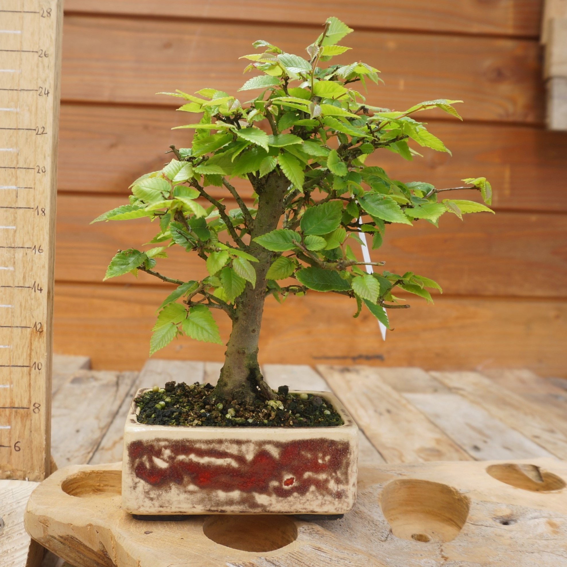 Zelkova serrata-24-111.1