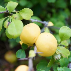 Chaenomeles japonica var. 'Alpina maxim' - Cognassier du Japon
