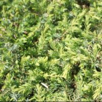 Juniperus conferta 'Schlager' - Genévrier des plages – Image 2
