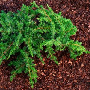 Juniperus conferta 'Schlager' - Genévrier des plages