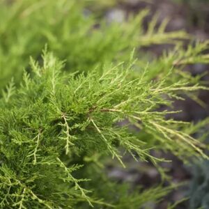 Juniperus x media 'Pfitzeriana compacta' / Genévrier