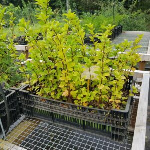 Malus sargentii 'Rehd' - Pommier d'ornement nain