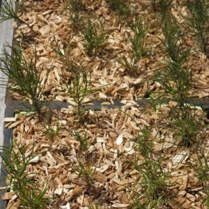 Pinus nigra 'Corsicana' - Pin laricio de Corse