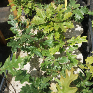 Quercus pyrenaica - Chêne brosse