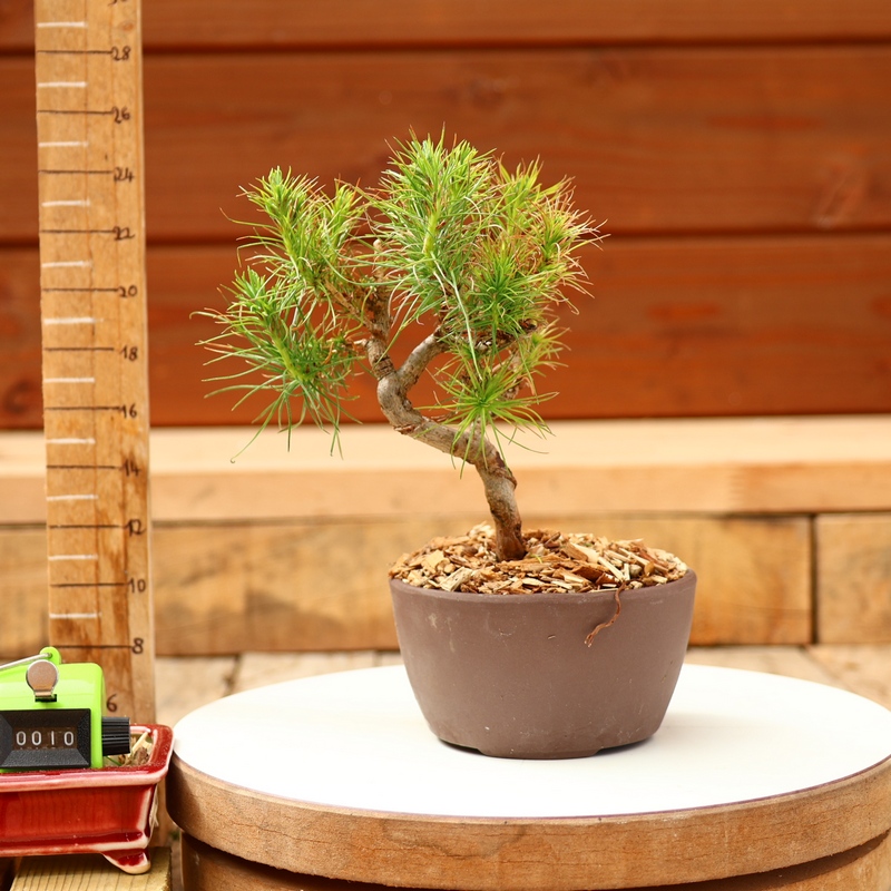 Pinus Radiata Screening Pinus radiata n°10- Pin de Monterey - Arboreus