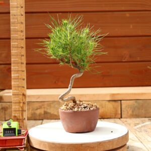 Pinus radiata n°1- Pin de Monterey