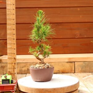 Pinus radiata n°02- Pin de Monterey
