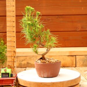 Pinus radiata n°04- Pin de Monterey