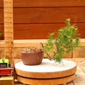 Pinus radiata n°05- Pin de Monterey