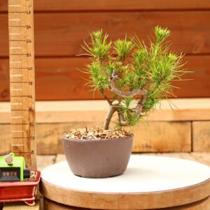 Pinus radiata n°11- Pin de Monterey