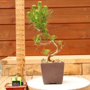 Pinus radiata n°12- Pin de Monterey