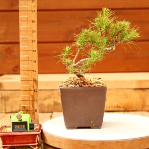 Pinus radiata n°15- Pin de Monterey