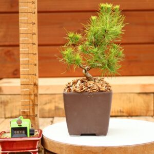Pinus radiata n°16- Pin de Monterey