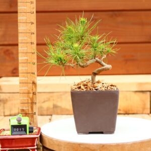 Pinus radiata n°17- Pin de Monterey