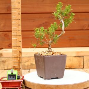 Pinus radiata n°18- Pin de Monterey