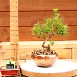 Pinus radiata n°19- Pin de Monterey