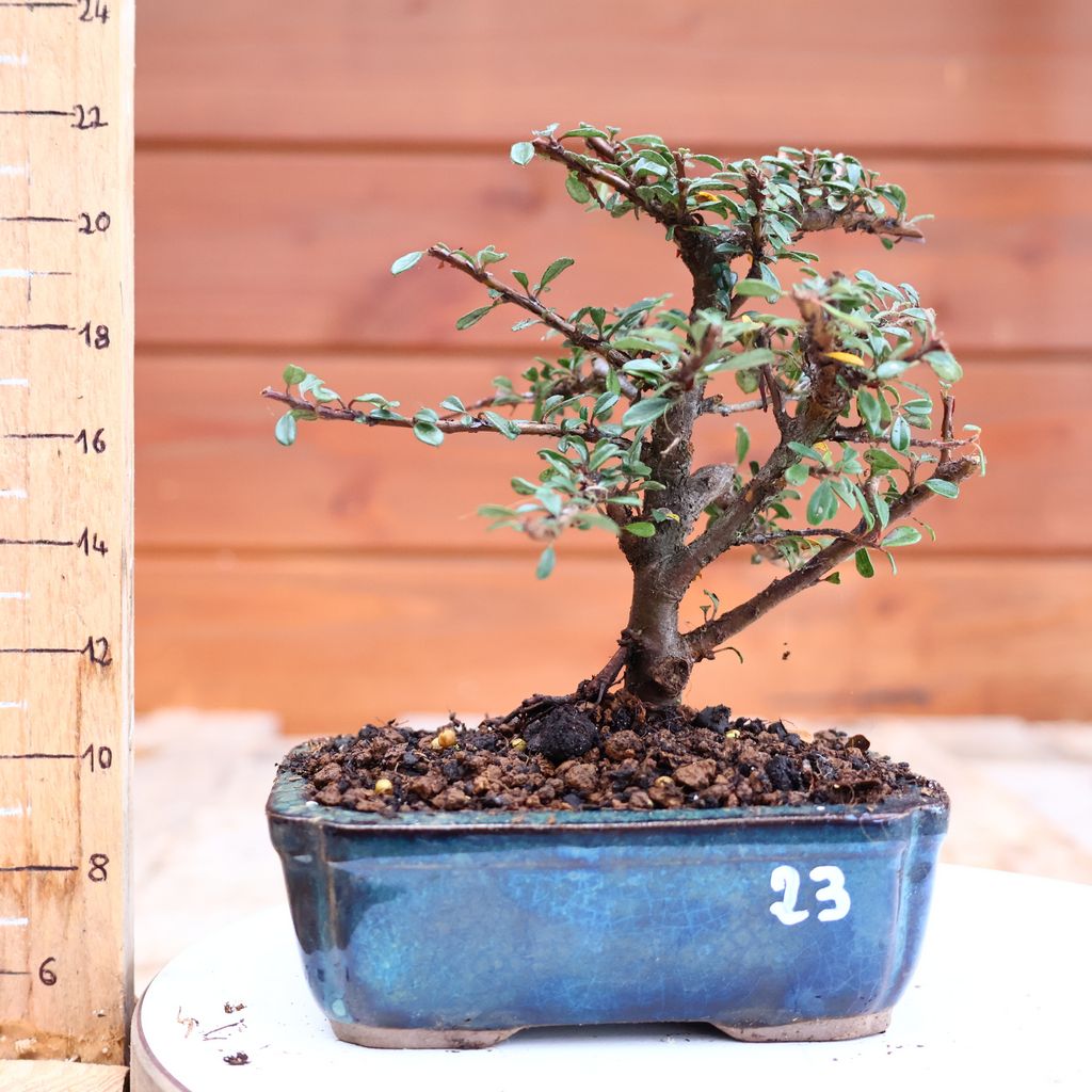 Cotoneaster dammeri 'Skogholm' - Cotonaster n23 - Arboreus