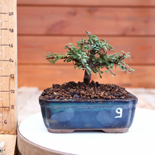 Cotoneaster dammeri 'Skogholm' - Cotonéaster n°9