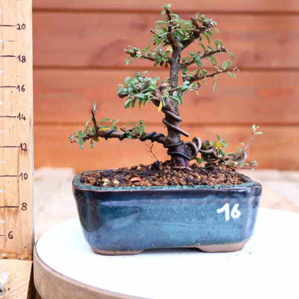 Cotoneaster dammeri 'Skogholm' - Cotonéaster n°16