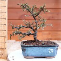 Cotoneaster dammeri 'Skogholm' - Cotonéaster n°22 – Image 3