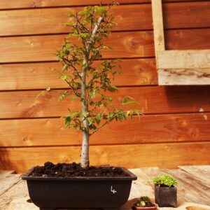 Zelkova serrata  / Zelkova du Japon n°04