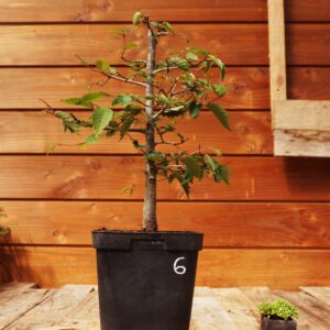 Zelkova serrata  / Zelkova du Japon n°06