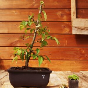 Zelkova serrata  / Zelkova du Japon n°07