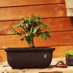 Zelkova serrata  / Zelkova du Japon n°08