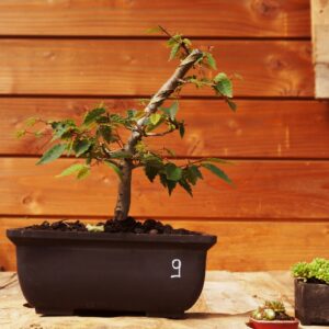 Zelkova serrata  / Zelkova du Japon n°09