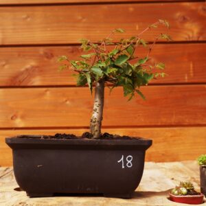 Zelkova serrata  / Zelkova du Japon n°18