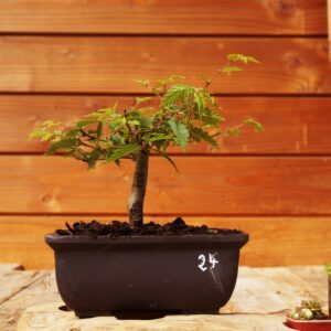 Zelkova serrata  / Zelkova du Japon n°24