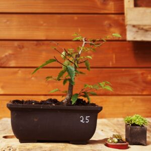 Zelkova serrata  / Zelkova du Japon n°13