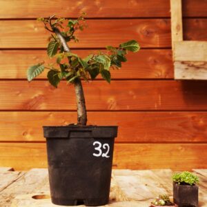 Zelkova serrata  / Zelkova du Japon n°32