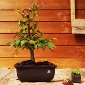 Zelkova serrata  / Zelkova du Japon n°33