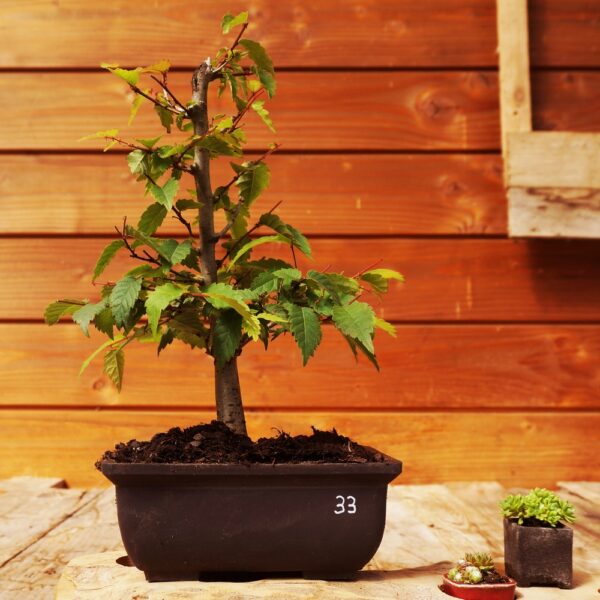 Zelkova serrata  / Zelkova du Japon n°33