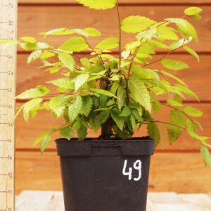 Zelkova serrata  / Zelkova du Japon n°49