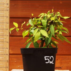 Zelkova serrata  / Zelkova du Japon n°52