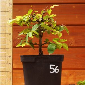 Zelkova serrata  / Zelkova du Japon n°56