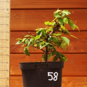 Zelkova serrata  / Zelkova du Japon n°58