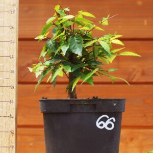 Zelkova serrata  / Zelkova du Japon n°66