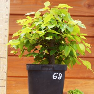 Zelkova serrata  / Zelkova du Japon n°68