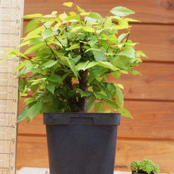 Zelkova serrata  / Zelkova du Japon n°68 – Image 2