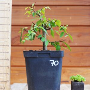 Zelkova serrata  / Zelkova du Japon n°70