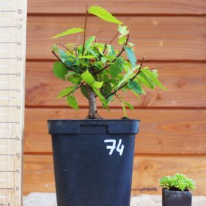 Zelkova serrata  / Zelkova du Japon n°74