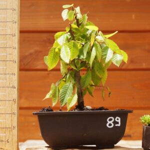 Zelkova serrata  / Zelkova du Japon n°89