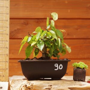 Zelkova serrata  / Zelkova du Japon n°90