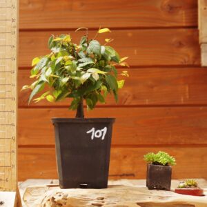 Zelkova serrata  / Zelkova du Japon n°101