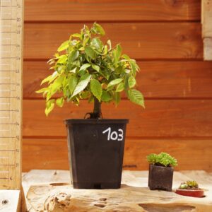 Zelkova serrata  / Zelkova du Japon n°103