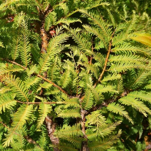 Metasequoia glyptostroboides / Sapin d'eau n°02 – Image 7